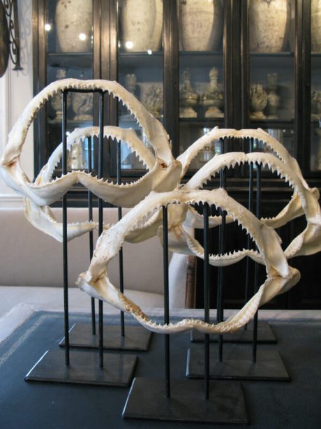 Mounted shark teeth on a metal base