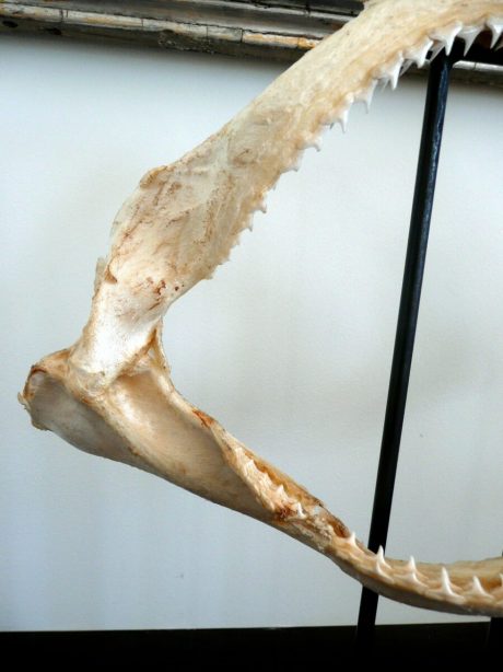 Mounted shark teeth on a metal base