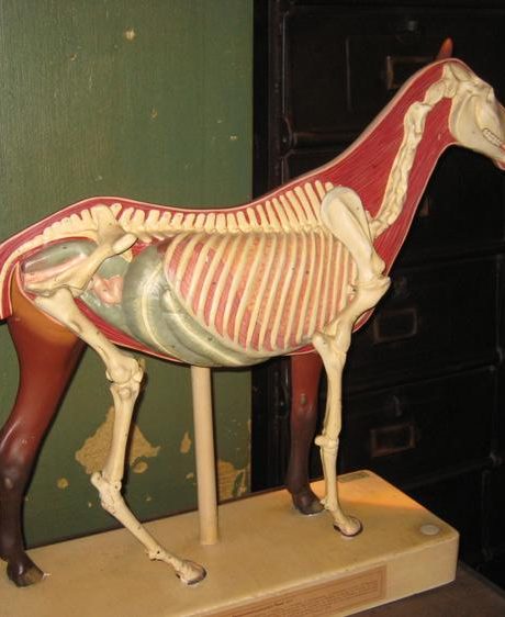 Antique anatomical horse model c.1920s