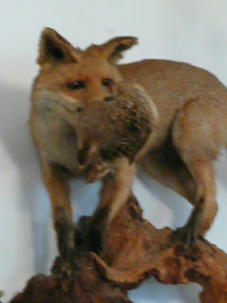 Red Fox taxidermy mount holding a partridge