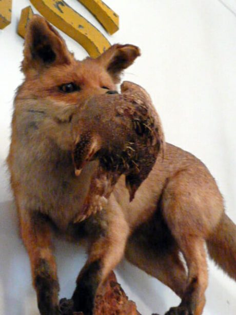 Red Fox taxidermy mount holding a partridge