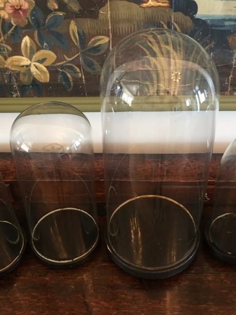 Collection of Napoleon III glass domes on wooden pedestals