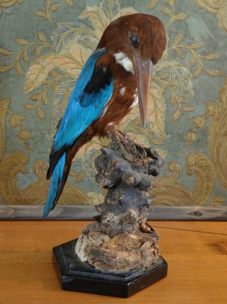 Early 20th century mounted French kingfisher