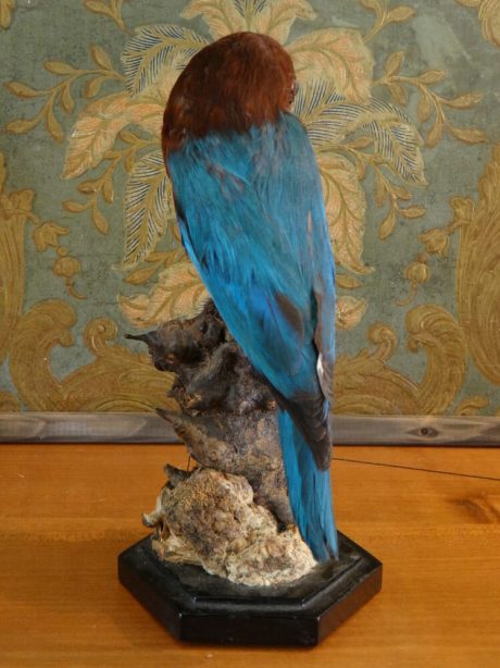 Early 20th century mounted French kingfisher