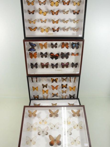 Collection of vintage boxed butterflies