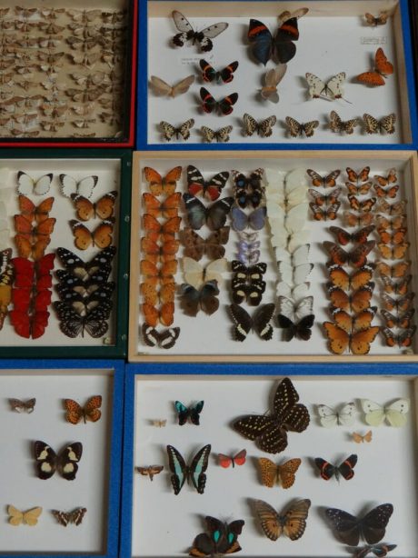 Vintage boxed butterflies