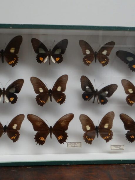 Vintage boxed butterflies