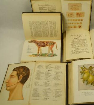 Early 20th century anatomical illustration books