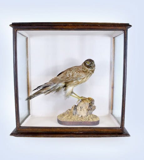 Victorian cased Goshawk in excellent condition