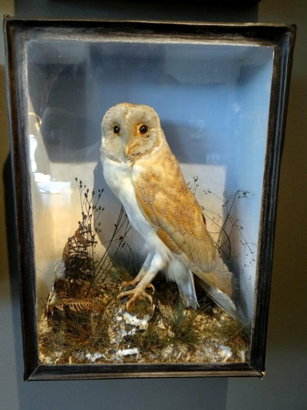 barn owl taxidermy for sale