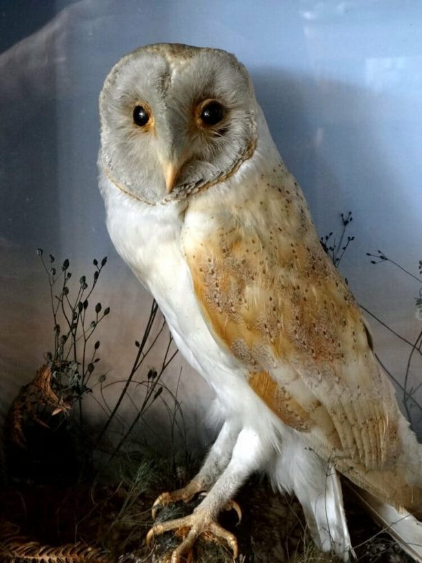 horned owl taxidermy