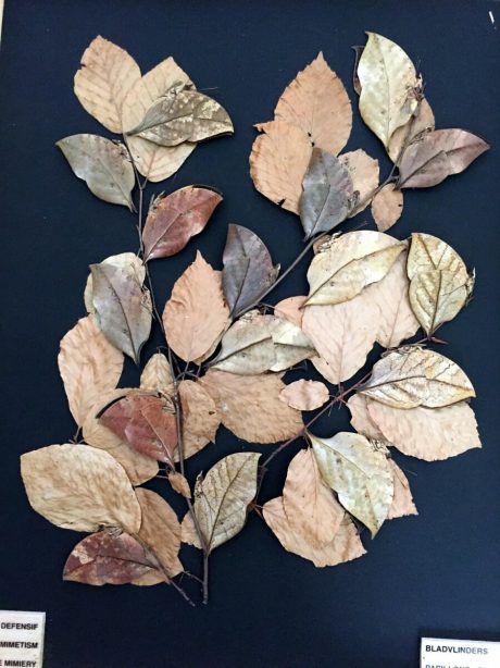 A beautifully displayed case of leaf butterflies (Kallima inachus)