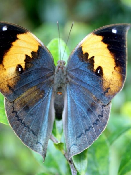 A beautifully displayed case of leaf butterflies (Kallima inachus)