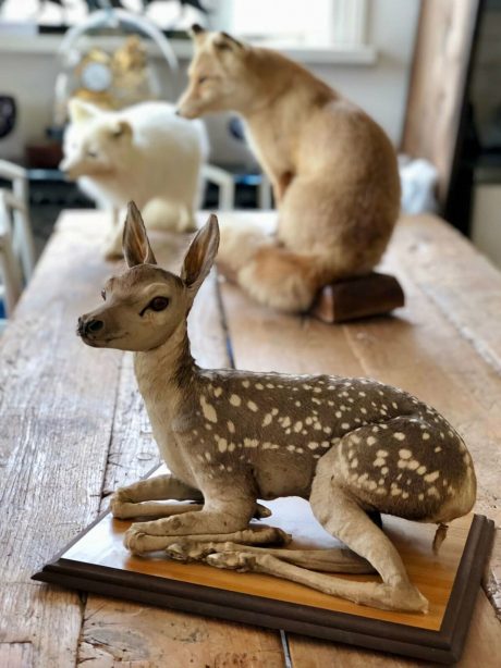 Taxidermy Trio