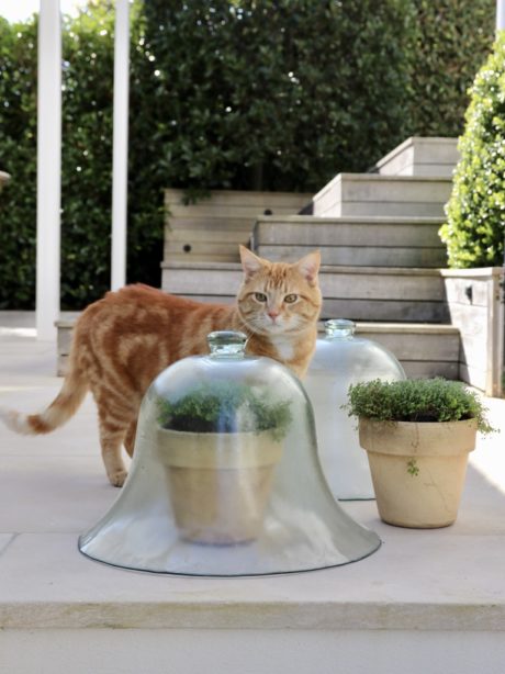 A pair of French Glass Garden Cloches