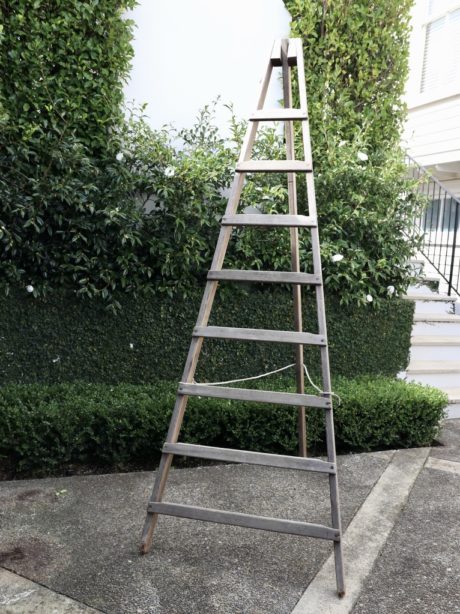 Antique French Fruit picking ladder